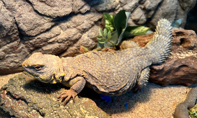 Yellow Uromastyx