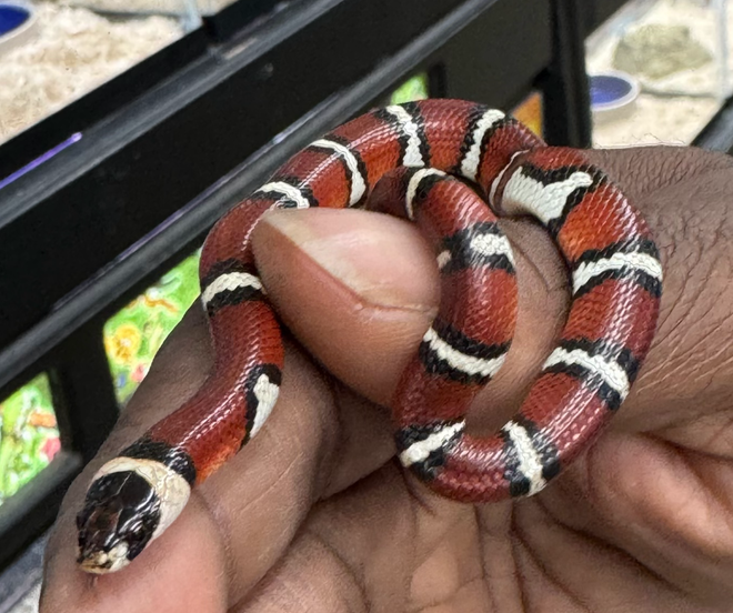 New Mexican Milksnake