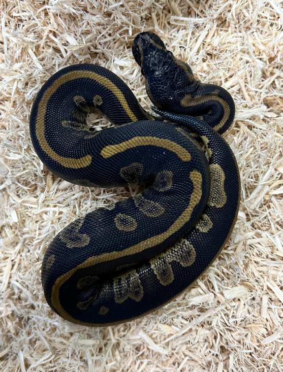 Gravel Mahogany 66%Het Pied Ball Python