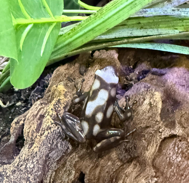 Dendrobates Auratus Pena Blanca Dart Frog