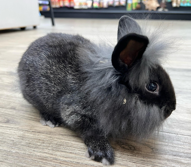 Younger Song ✖️ FXXKING RABBITS ヘッドホン　黒 Lionhead Rabbit Mix