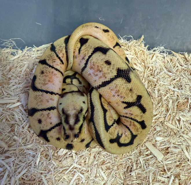 Bumblebee Ball Python