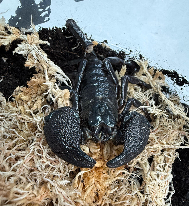 Emperor Scorpion (Pandinus imperator)