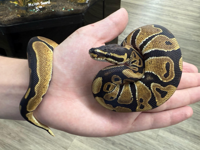 Scaleless Head Ball Python
