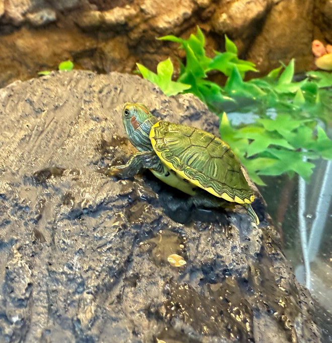 Pastel Red Ear Slider Turtle
