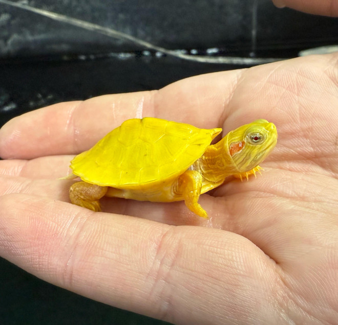 Paradox Red Ear Slider Turtle