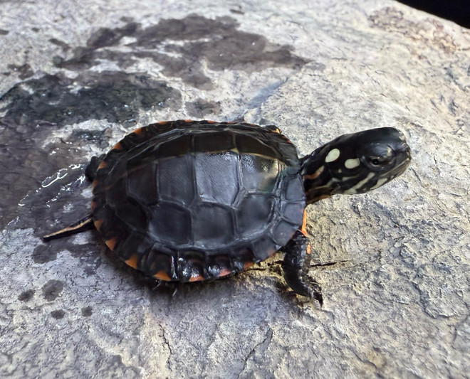 Eastern Painted Turtle