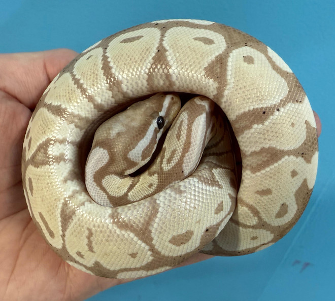 Banana Axanthic VPI Ball Python
