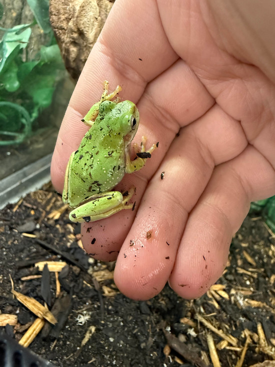 Australian Blue Dumpy Frog
