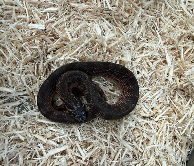 RBE Pastel Sable Western Hognose