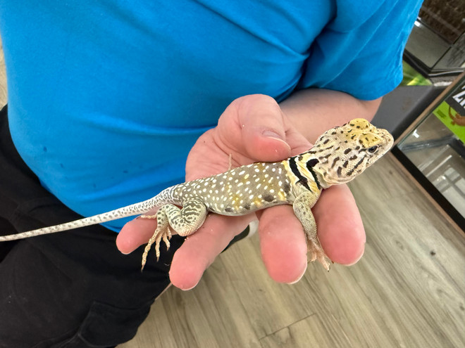 Eastern Collared Lizard