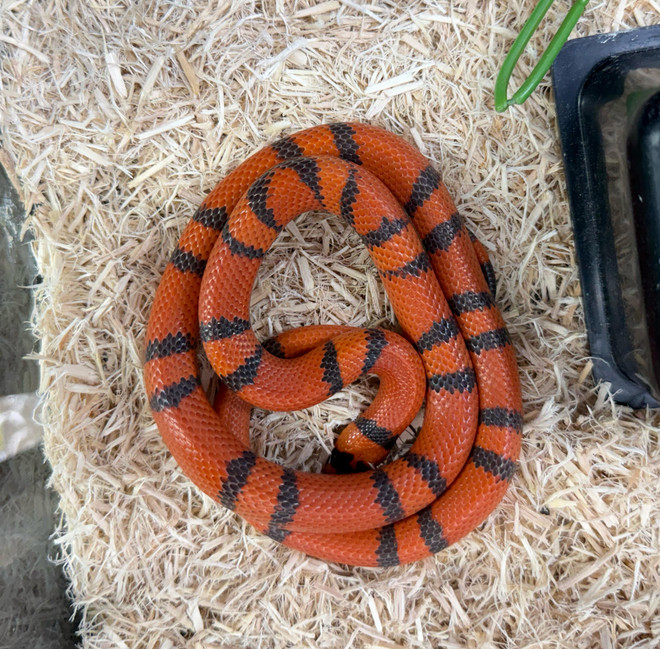 Honduran Vanishing Pattern Tangerine Milksnake