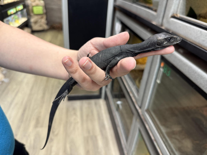 Black Water Monitor Baby