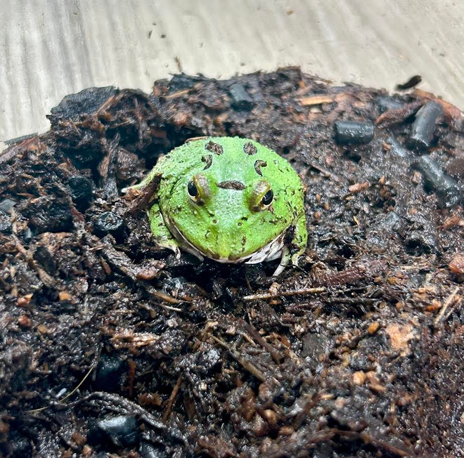 Green Apple Pacman Frog
