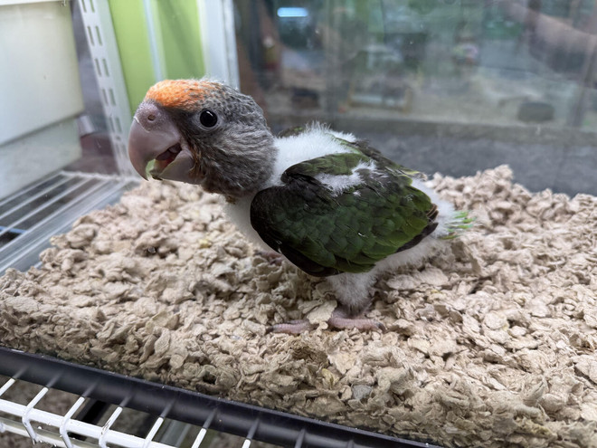 Cape Parrot
