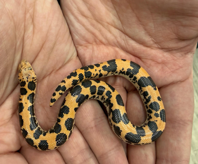 Het Gene X Paint, Pos. Het Snow Kenyan Sand Boa