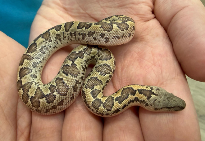 Rough Scaled Kenyan Sand Boa