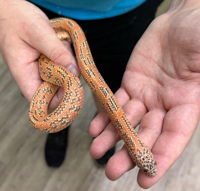 Peanut Butter Florida Kingsnake