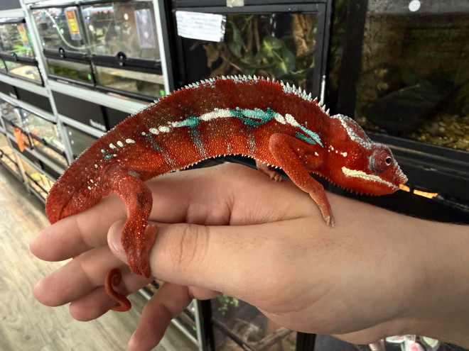 Ambilobe Panther Chameleon