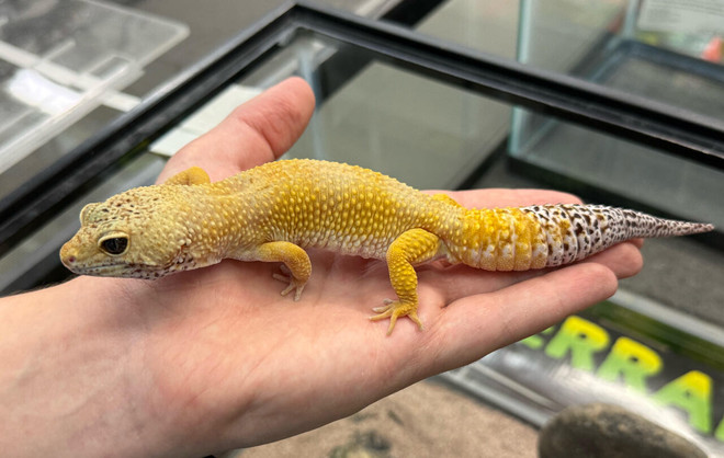 Hypo Leopard Gecko