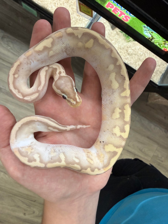 Banana Pastel Piebald Light White Ball Python