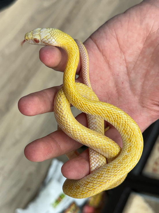 Albino Japanese Rat Snake