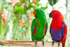 Eclectus