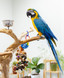 Blue & Gold Macaw