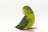 Parrotlet