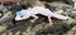 Blizzard Leopard Gecko