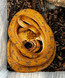 Amazon Tree Boa