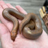 Striped Kenyan Sand Boa