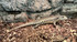 Zebra Kenyan Skink