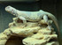 Egyptian Uromastyx