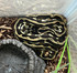 Carpet Python