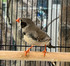 Zebra Finch