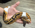 Pied Ball Python