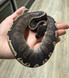 GHI Mojave Ball Python