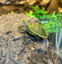 Pastel Red Ear Slider Turtle