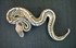 Pewter Leopard Ball Python