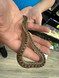 Pacific Gopher Snake