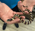California Kingsnake