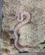 Albino Black Pastel Ball Python