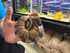 Enchi Het Sunset Ball Python