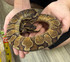 Enchi Yellow Belly Asphalt Ball Python