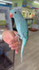 Cinnamon/Grey Indian Ringneck