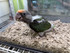 Cape Parrot