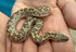 Rough Scaled Kenyan Sand Boa