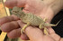 Secret Toad Head Agama