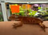 Red Crested Gecko